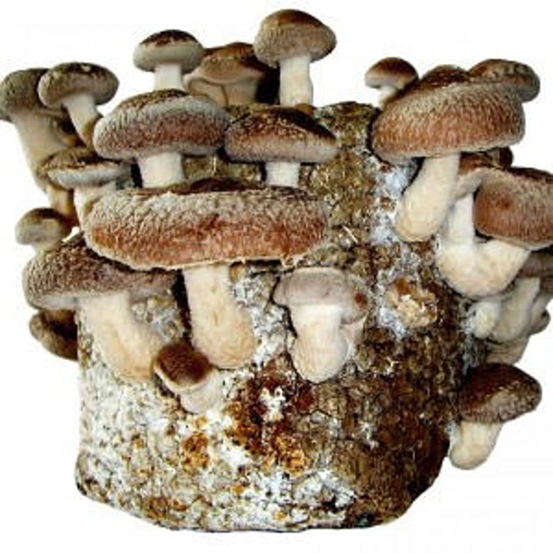 Shiitake Mushroom Home Grow Kit Etsy Canada