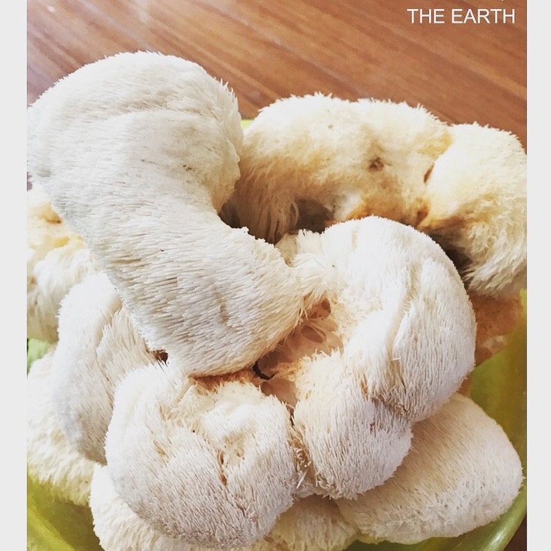 Lion's Mane Mushroom Home Grow Kit Etsy UK