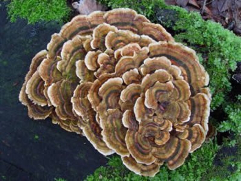 Turkey Tail Mushroom Home Grow Kit Etsy