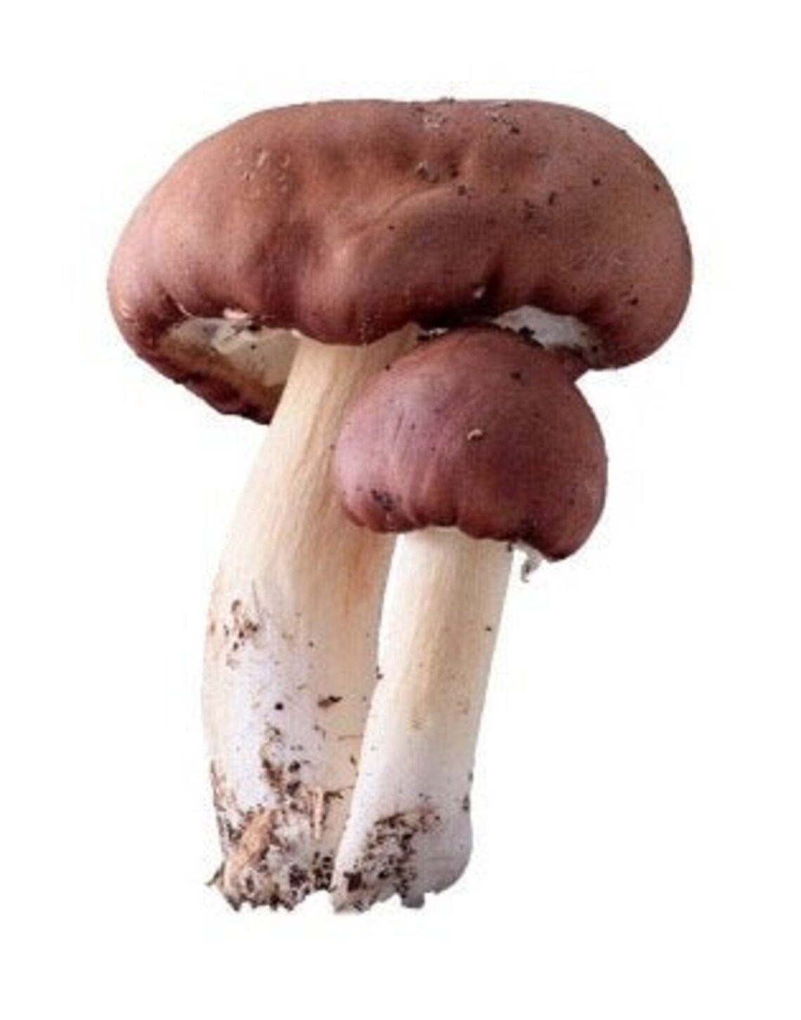 Wine Cap Mushroom Garden Kit Etsy