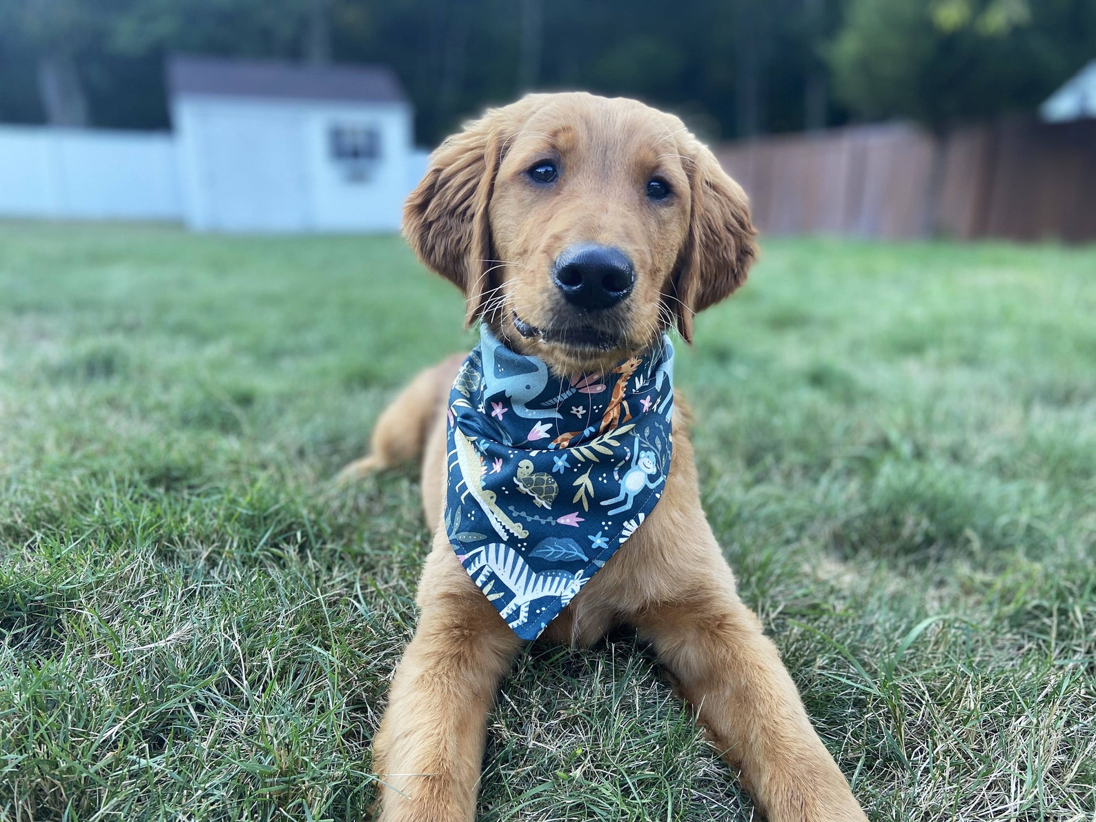 Blue Jungle Dog Bandana Animal Bandana Tropical Tie On | Etsy