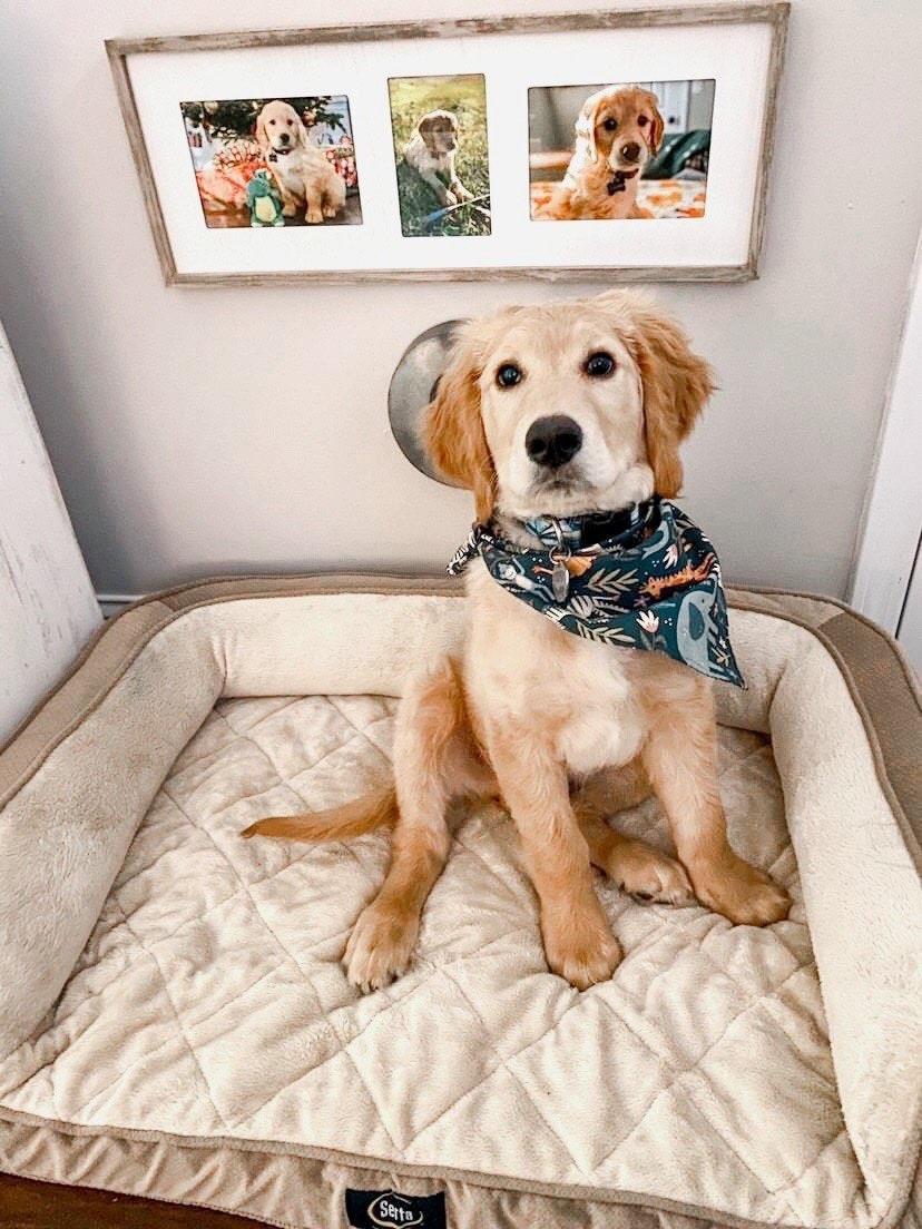 Blue Jungle Dog Bandana Animal Bandana Tropical Tie On | Etsy