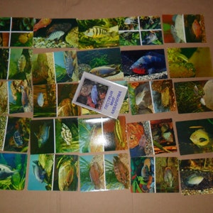 Poissons d'aquarium. ensemble complet vintage de cartes postales photo couleur russes soviétiques 25 avec texte 1980 (partie 3) Cartes de livre poisson