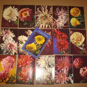 1975 Chrysanthème. Ensemble complet de 15 photos couleur russes soviétiques vintage cartes postales mamans chrysanthèmes chrysanthèmes livre de fleurs Хризантемы