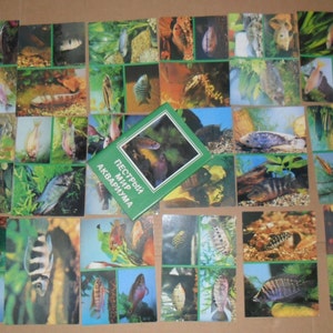 Poissons d'aquarium. Ensemble complet de 18 cartes postales photo russes vintage soviétiques avec texte 1988 (partie 7) Livre Аквариум.