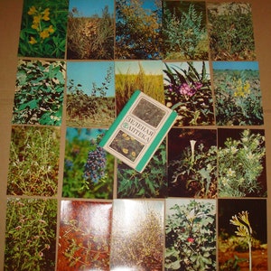 Plantas medicinais. Conjunto completo de 20 cartões postais vintage soviéticos russos com fotos coloridas Vol. 4 Livro de fotos de cartões postais botânicos da URSS de 1986