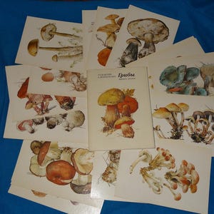 1984 Vintage Komplettes Set von 16 Postkarten mit Pilzen. UdSSR Postkarten vom Künstler Shipilenko. Грибы . Kerzenhalter