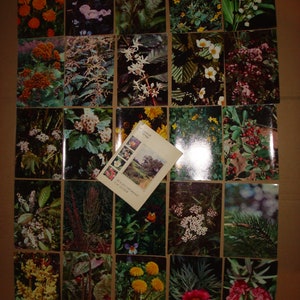 Plantas medicinais. Conjunto completo de 25 cartões postais vintage soviéticos russos com fotos coloridas Vol. 2 livro de fotos de cartões postais botânicos da URSS de 1977 a