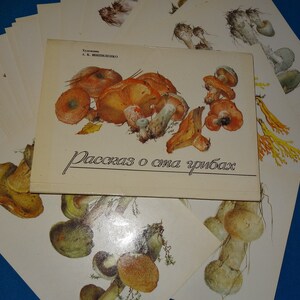 Ensemble complet vintage 1990 de 32 images botaniques de champignons russes description de cartes par l'artiste Shipilenko Шипиленко livre soviétique