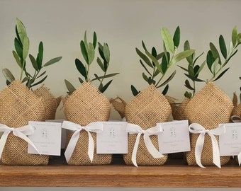 Pre orders available-Olive Trees Wedding Bonbonniere Eco Gift Favours Plant Corporate Gifts Christening Baptism Holy Communion