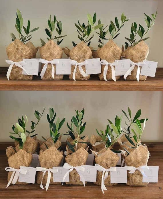Olive Plant Wedding Bonbonniere Gift Favours Plant Corporate Etsy