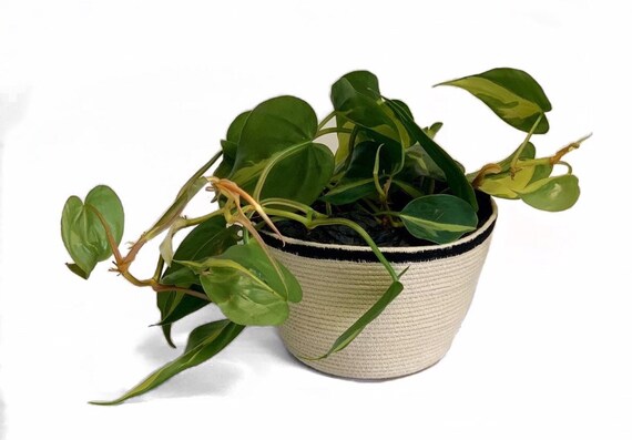 Handmade Natural Rope Storage Basket, Sustainable gifts