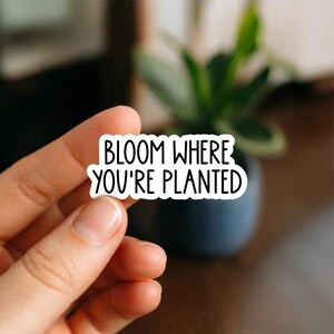 May include: A white sticker with black text that reads "BLOOM WHERE YOU'RE PLANTED" is held by a hand. The sticker has a black border. The background is blurred, showing a plant in a dark blue pot.
