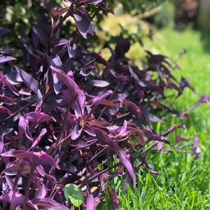 Organic Purple Spiderwort, Purple Queen, Purple Heart Plant, Tradescantia Padilla