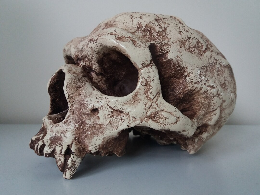 Film Prop Replica Chapelle-aux Saints Neanderthal Skull - Etsy