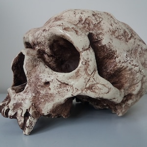 Film Prop Replica Denisovan Dragon Man Skull