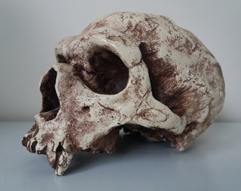 Film Prop Replica Denisovan Dragon Man Skull