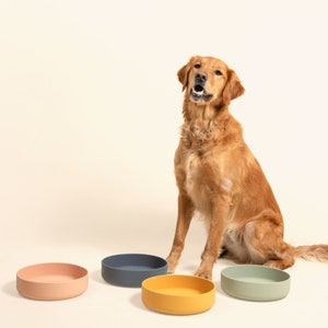 May include: A golden retriever dog sits in front of four dog bowls. The bowls are in a row from left to right: pink, blue, yellow, and green.