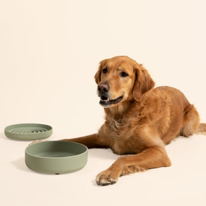 May include: A golden retriever dog lays on a white surface with two green ceramic dog bowls. One bowl is a standard bowl and the other is a slow feeder bowl with a maze-like design.