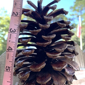 EXTRA LARGE EASTERN WHITE PINE CONES 7 - 11 For Arts & Crafts QTY. 1-20