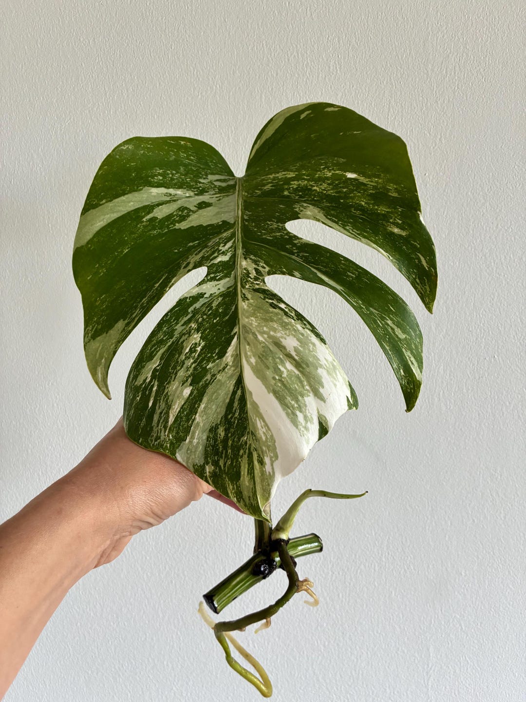 Mostera Albo Variegated Cutting Rooted New Growth Roots Ready to Be ...