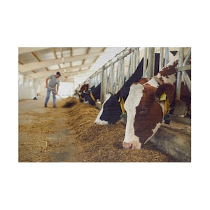 Dairy Cows In A Cattle Barn Country Farm Puzzle (110, 252, 500, 1014-piece)