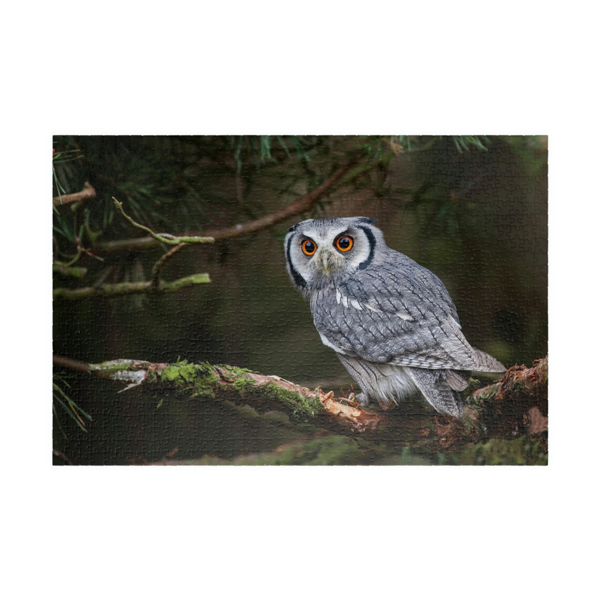 A White-Faced Scops Owl In Tree With Large Orange Eyes Puzzle (110, 252, 500, 1014-piece)