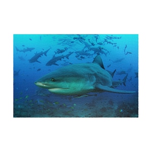 Shark In The Deep Blue Sea, Hawaiian Underwater Puzzle (110, 252, 500, 1014-piece)