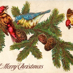 Vintage Embossed Postcard A Merry Christmas Birds on Pine Branches Antique Holiday Collectible Ephemera Winter Greeting Card