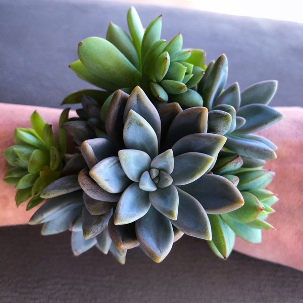 Real Succulent Corsage