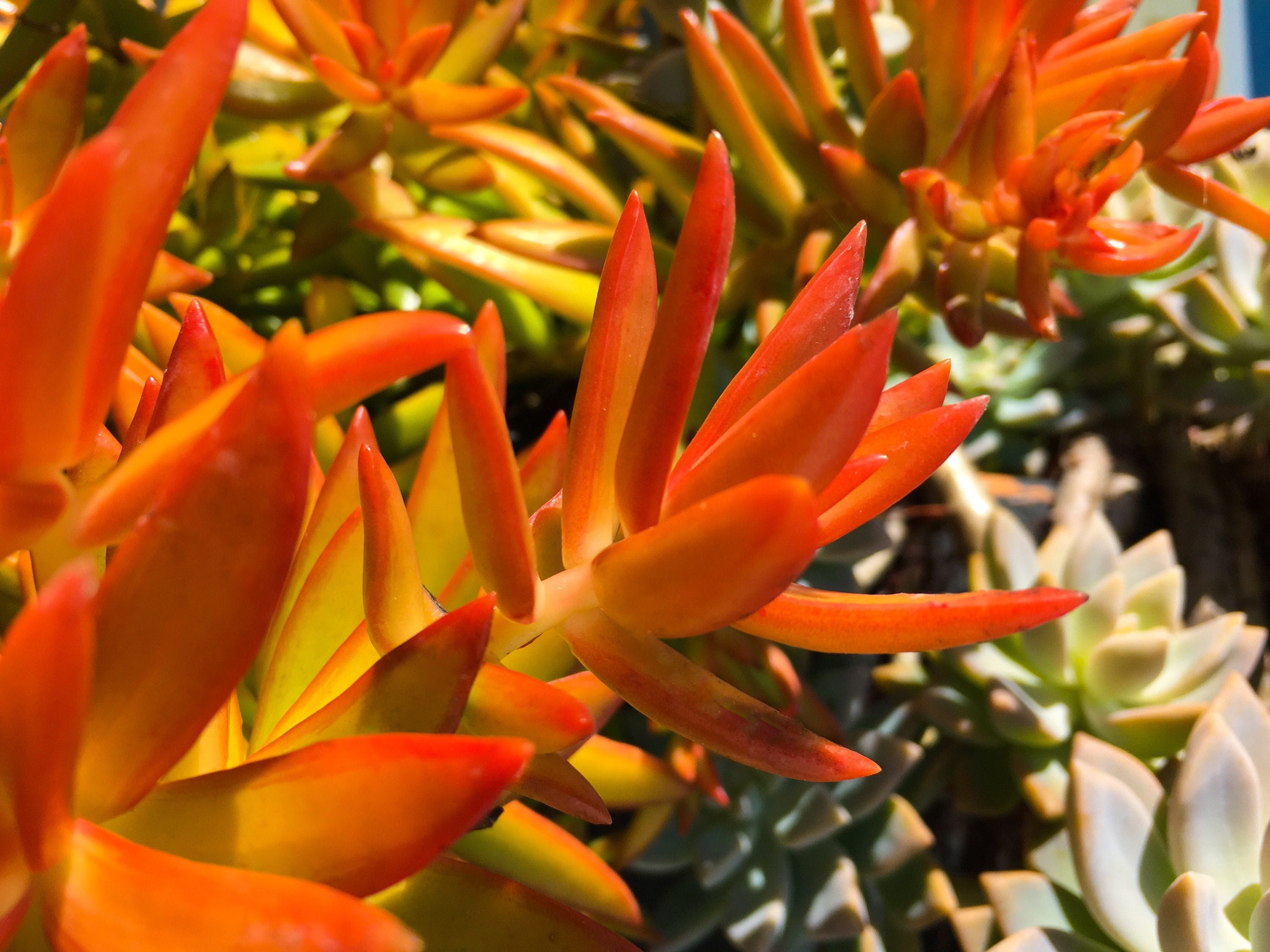 Orange Succulent Sedum Adolphii Firestorm | Etsy