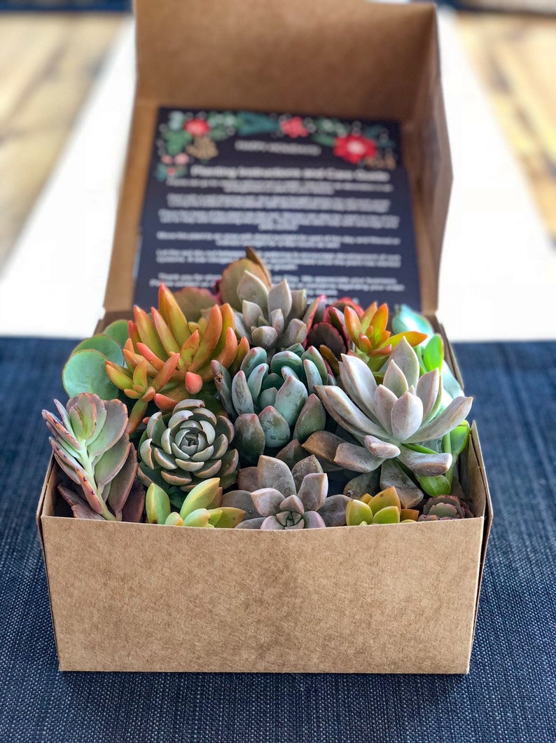 Succulent Gift Box Free Shipping | Etsy