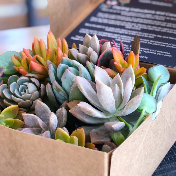 Succulent Gift Box Free Shipping