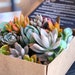 Succulent Gift Box Free Shipping 