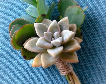 Live Succulent Boutonnière with Stems