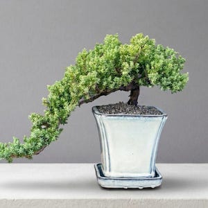 May include: A bonsai tree with cascading green foliage in a square, white ceramic pot with a matching tray. The tree's trunk is brown, and the pot is filled with dark pebbles. The background is a gradient of gray.