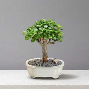 May include: A small bonsai tree with vibrant green leaves and a brown trunk. The tree is planted in a white, rectangular ceramic pot filled with dark gray gravel. The background is a solid gray.