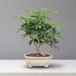 Hawaiian Bonsai Tree - Etsy