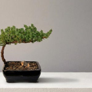 Juniper Bonsai Tree - Small