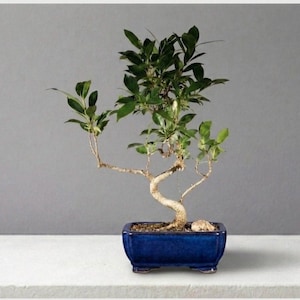 Ficus Retusa Bonsai Tree - Small Curved Trunk Style