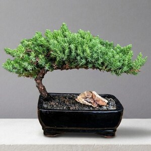 May include: A bonsai tree with vibrant green foliage and a curved trunk. The tree is planted in a black rectangular pot with a small rock. The pot sits on a white surface against a gray background.