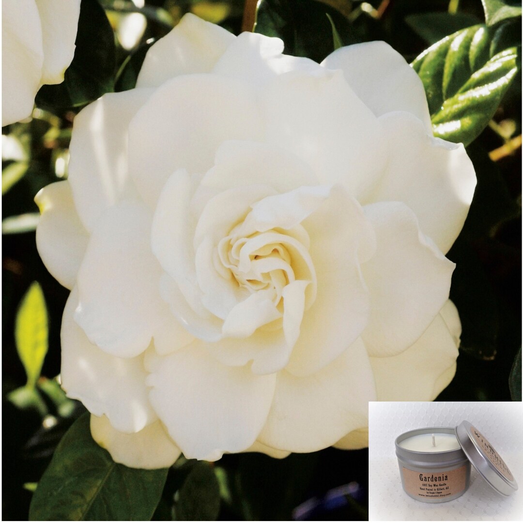 Gardenia Scented Soy Candle in 6oz & 8oz Tins Candle Tin Etsy