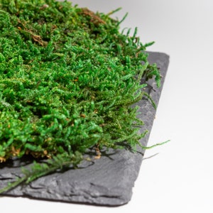 Könnte beinhalten: Nahaufnahme eines lebendigen grünen Moosarrangements auf einer dunkelgrauen Schieferplatte. Das Moos ist üppig und strukturiert, mit verschiedenen Grüntönen. Die Schieferplatte bildet einen kontrastierenden Hintergrund und erzeugt eine natürliche und erdige Ästhetik.