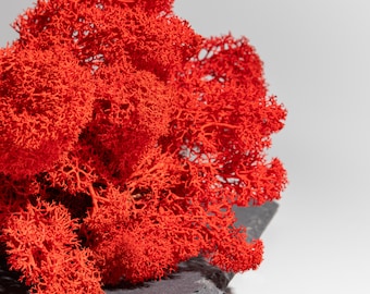 Top Quality Red Reindeer Moss Natural Color Vibrant and Saturated Moss 5 Colors DIY