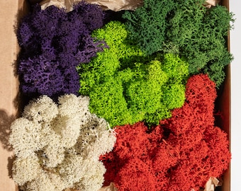 Musgo de reno arcoíris preservado: colores naturales vibrantes, manualidades para hacer tú mismo