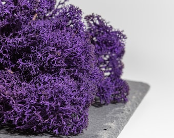 Top Quality Reindeer Moss Purple Color Vibrant and Saturated Moss 5 Colors Wedding Decor DIY
