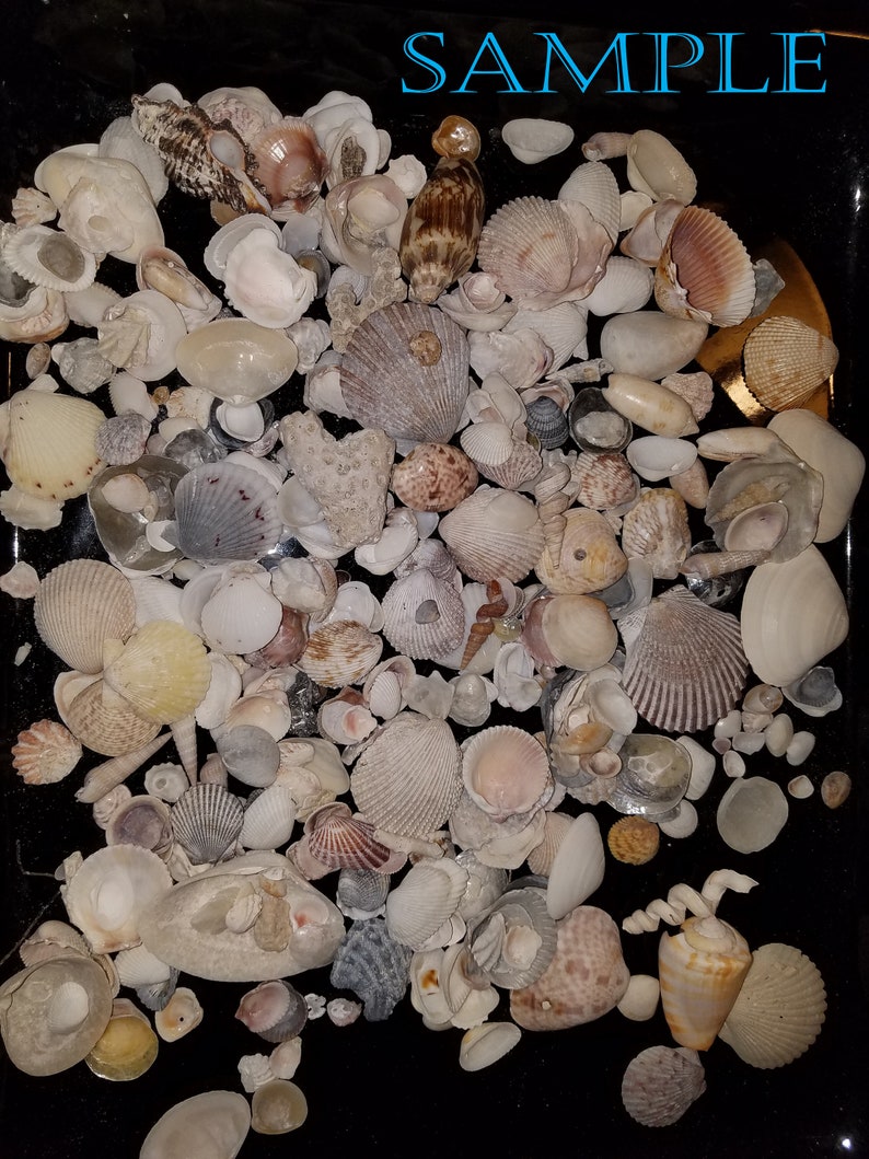 Bulk Seashells 1 Sandwich Size Bag Full Hand Picked From Etsy