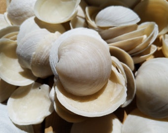 Seashells for Crafts, Seashells Crafts, Sea Shells for Crafts, Craft  Shells, Shell Decorations, Seashells Art, Seashell Decor 