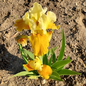 May include: A close-up of a vibrant yellow iris flower with ruffled petals and a touch of orange at the base. The flower is surrounded by green, sword-shaped leaves, set against a backdrop of brown soil.