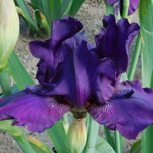 May include: A close-up of a vibrant purple iris flower in full bloom. The flower has ruffled petals with darker purple veining and a yellow-green base. Green leaves and a bud are visible in the background, creating a natural setting.